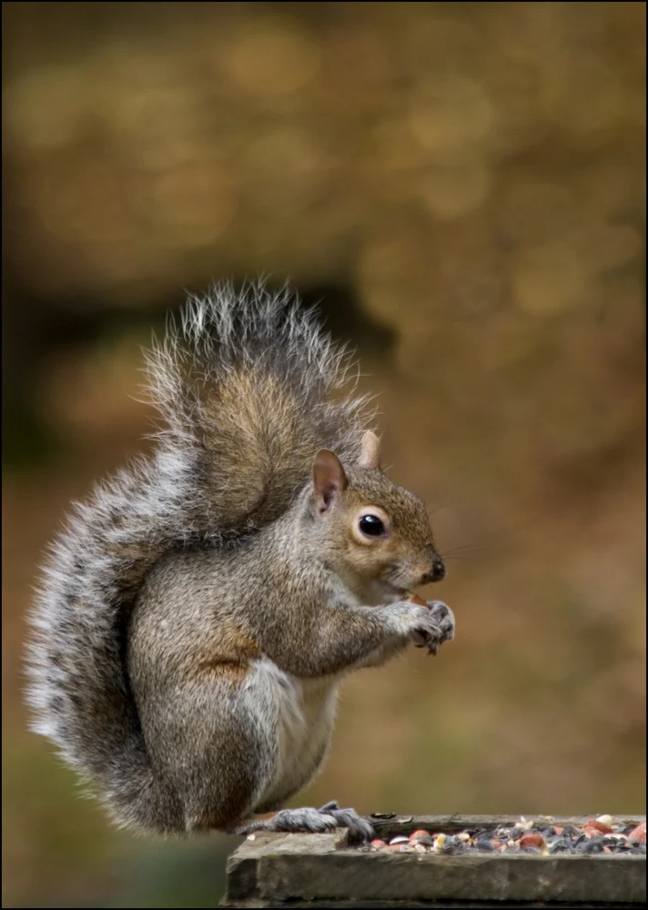 Squirrels removal services in ct