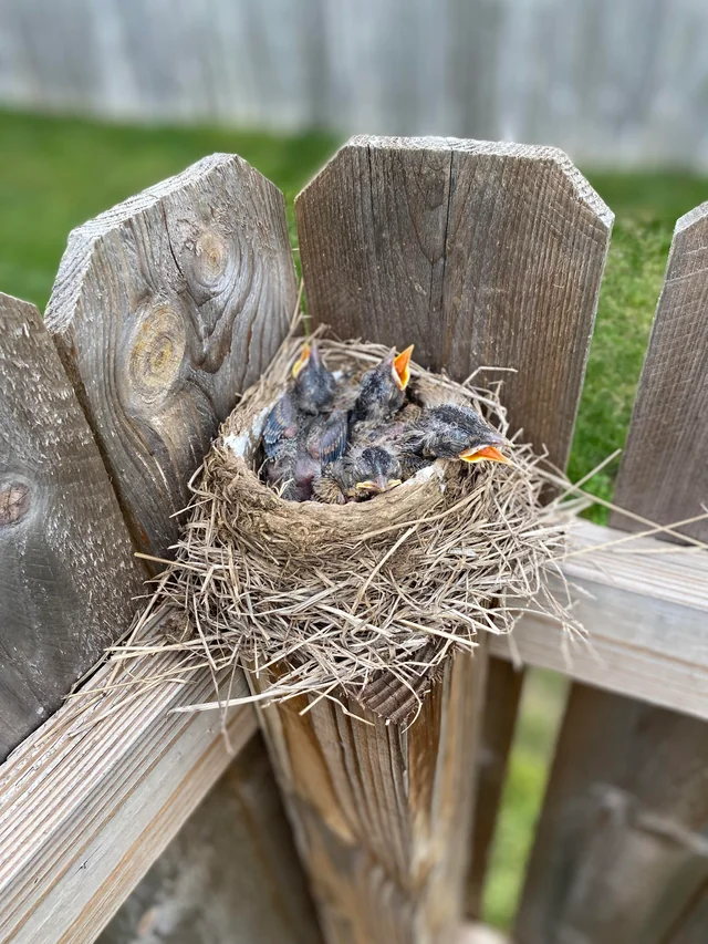 Birds removal