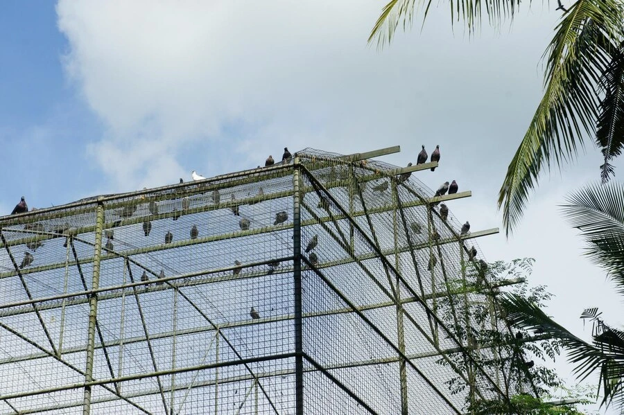 bird control services ct