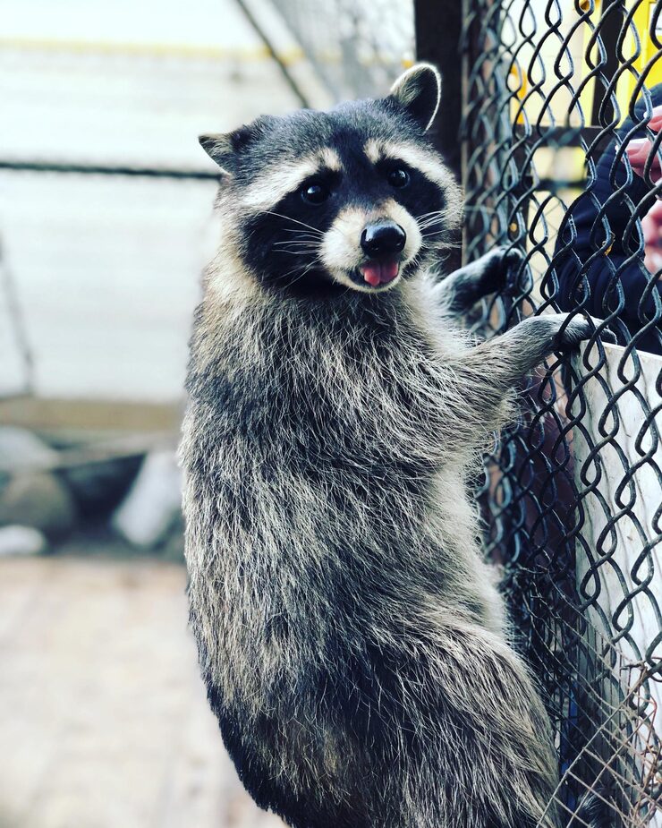 Wildlife control in hamden ct