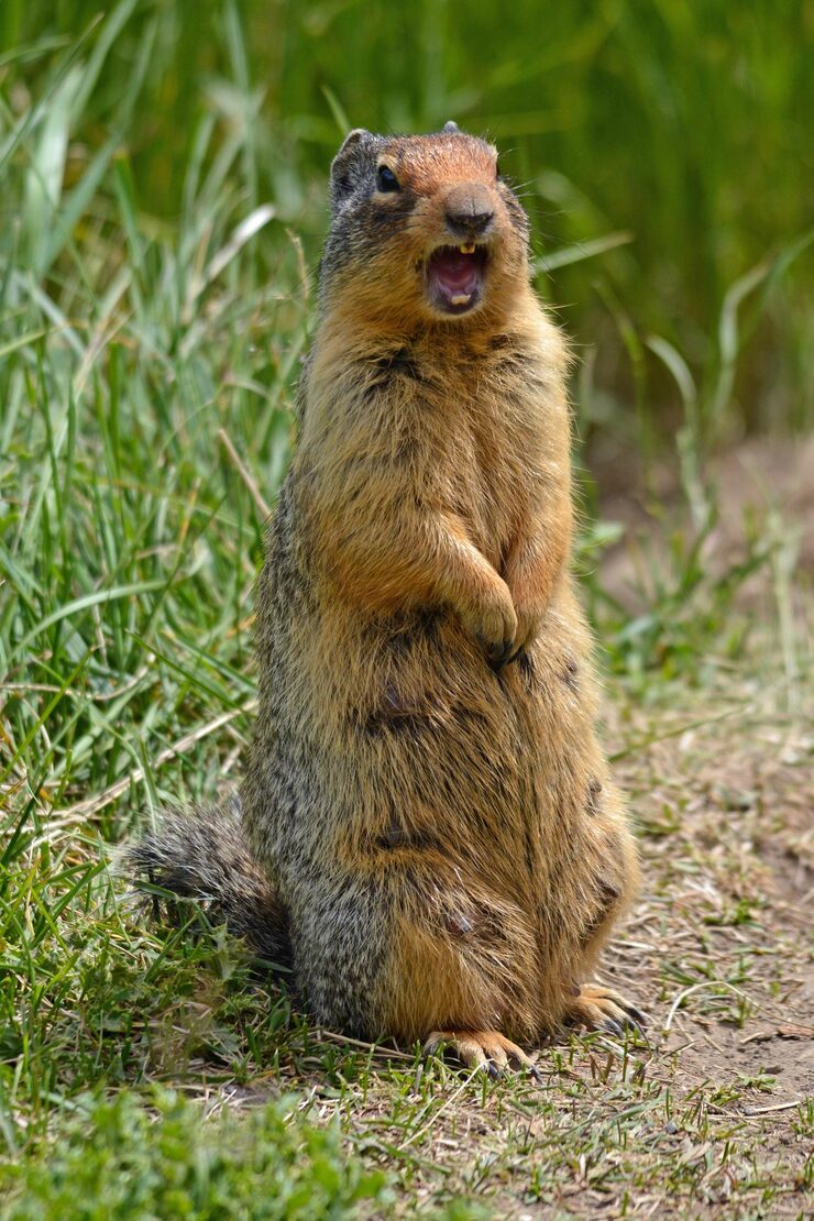 Wildlife Control in Bridgeport, CT​