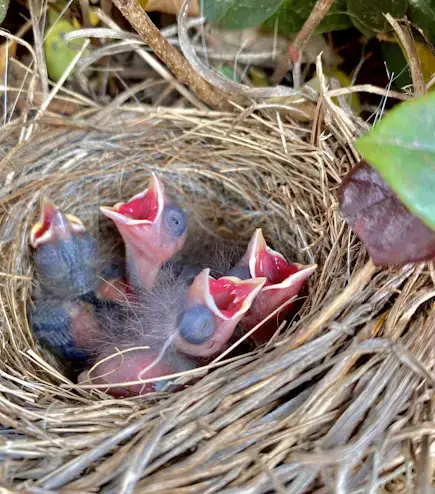 Wildlife Control in Orange, CT​