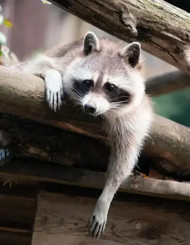 Wildlife Removal in Orange, CT​