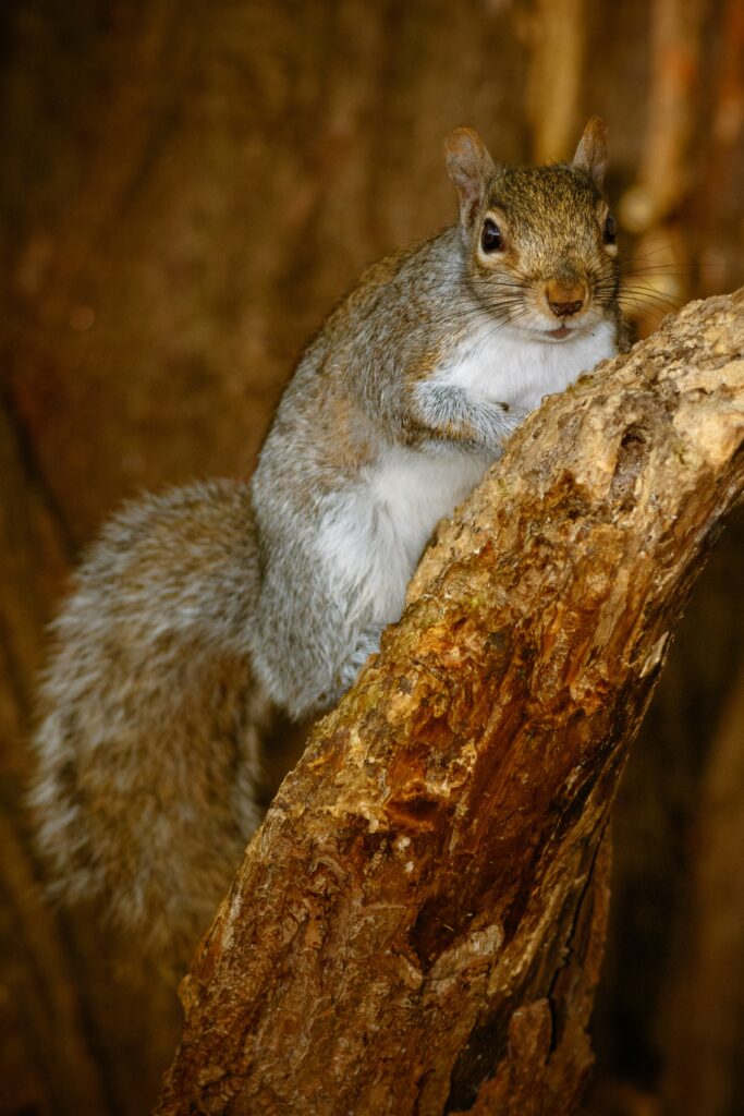 Wildlife Removal in Bridgeport, CT​