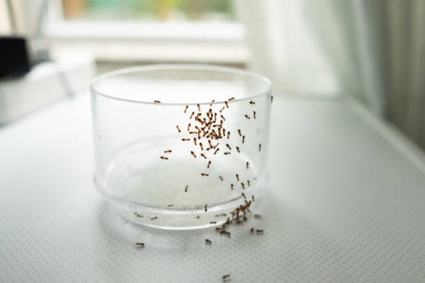 ants removal in shelton