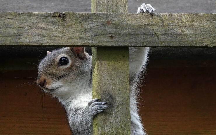 squirrel removal in trumbull ct