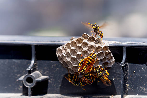 bee removal in trumbull ct