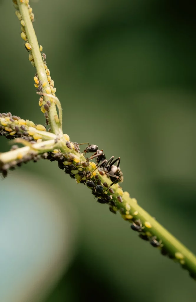 commercial pest control services for branford ct businesses
