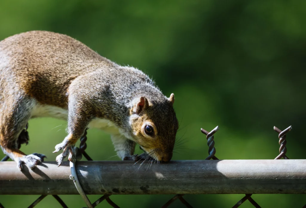 wildlife control branford ct