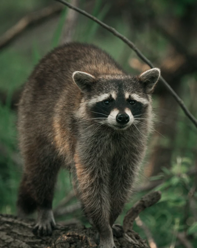 Wildlife control branford ct
